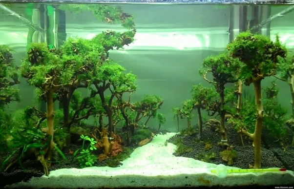 Bố cục thủy sinh kiểu lõm với cây cao hai bên