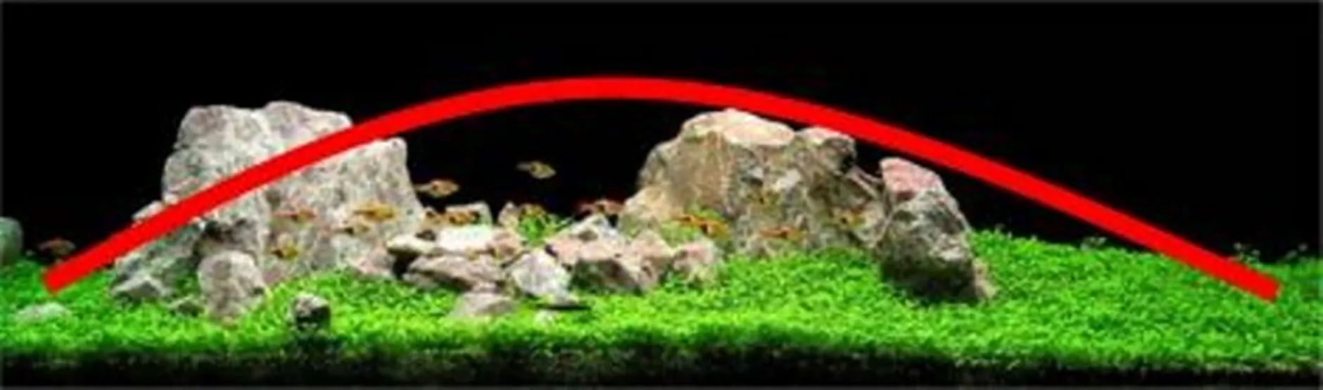 Bố cục thủy sinh kiểu lồi (đảo) với cây trung tâm cao