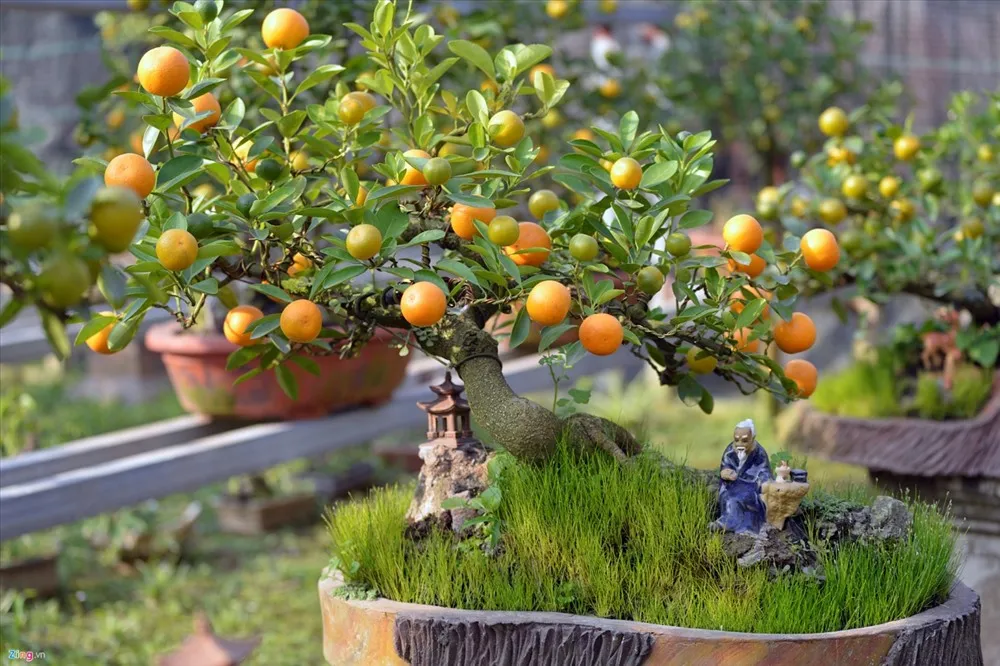 Cây quất thể hiện sự trù phú, dồi dào sức khỏe