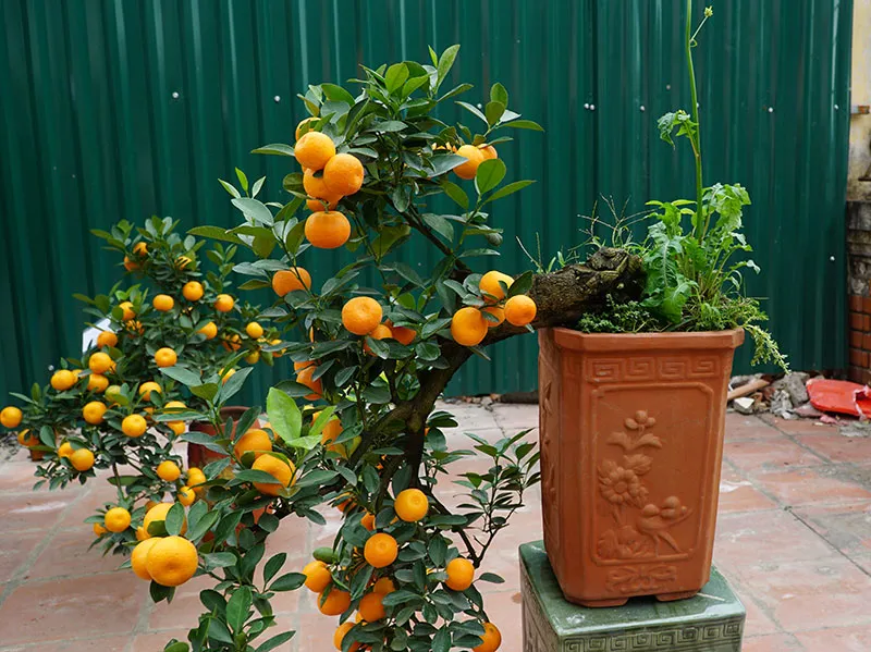 Cây quất thế có hình dáng của Rồng