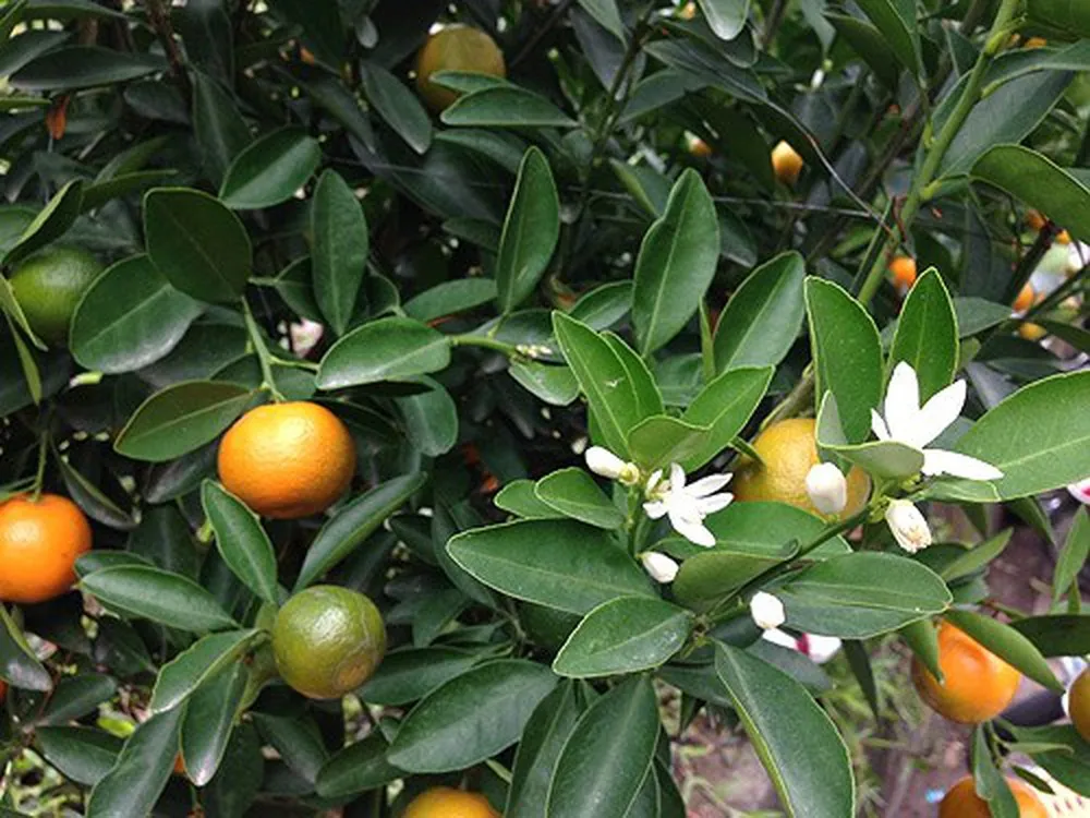 Cây quất mang đủ các yếu tố ngũ hành: Kim, Thủy, Thổ, Hỏa, Mộc