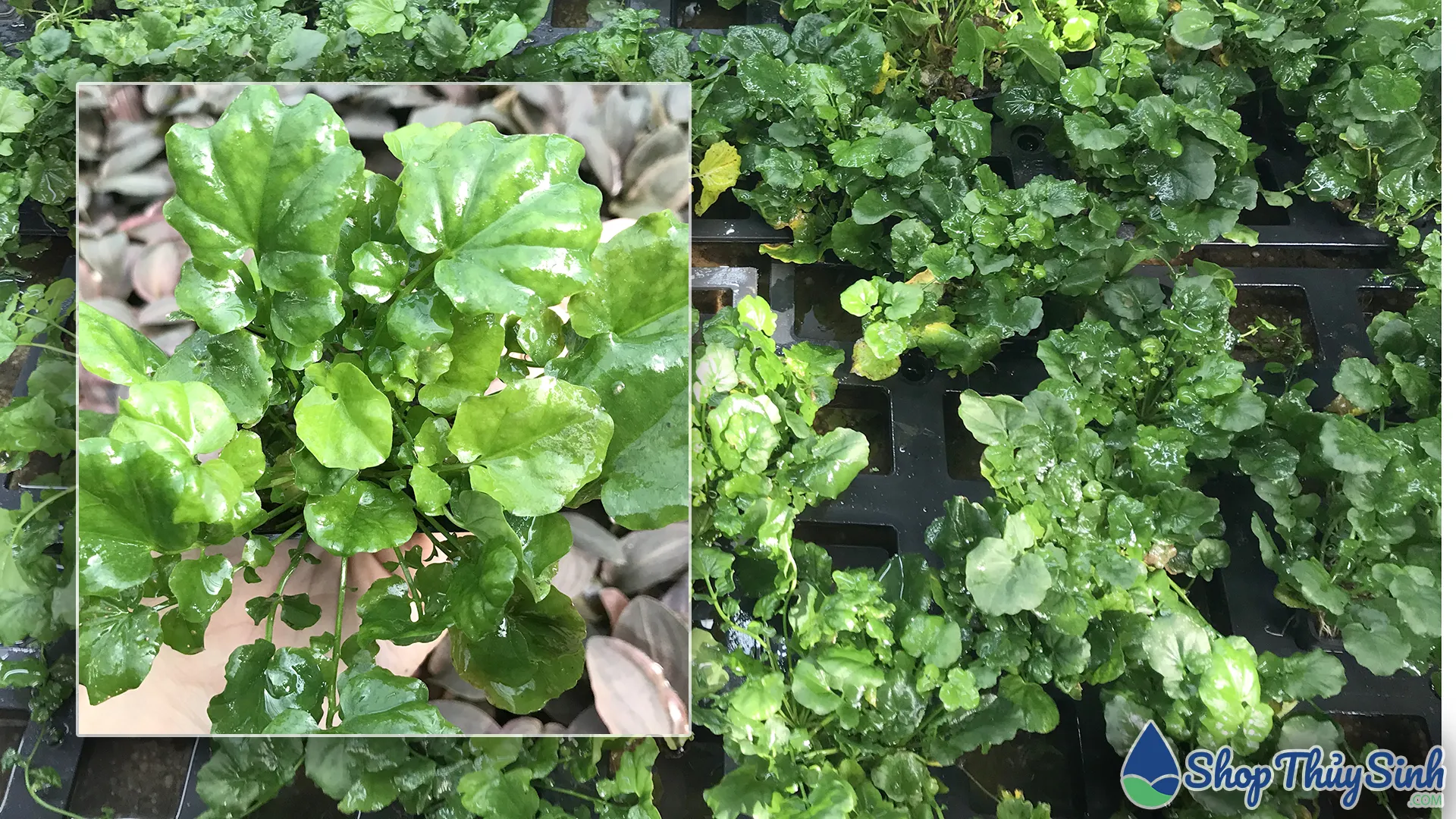 Cây thủy sinh rau má nhật