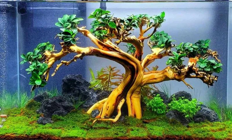 Cây Ráy lá cứng cáp bám trên đá hoặc lũa