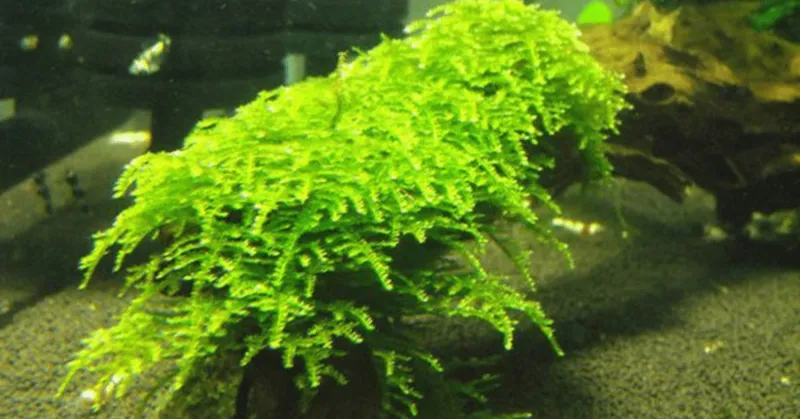Bụi Rêu Weeping xòe tán, buông rủ trong hồ thủy sinh