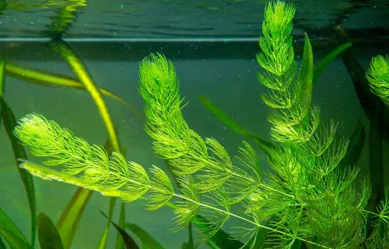 Cây Rong Đuôi Chó với thân dài, phân nhánh nhiều, lá đối xứng