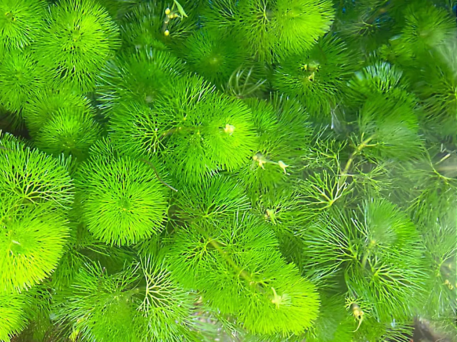 Cận cảnh loại rong la hán thường được trồng trong hồ thủy sinh ngoài trời