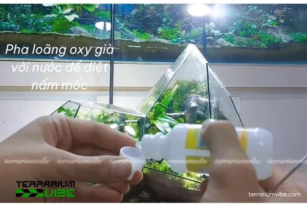 Sử dụng Oxy già để diệt nấm mốc cho terrarium
