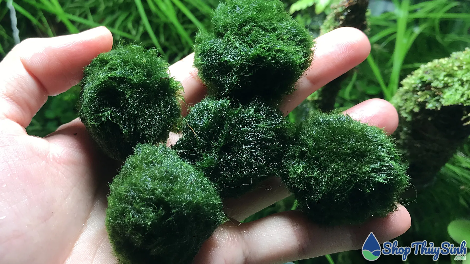 Tảo Cầu Rêu Nhật Bản Marimo Moss Ball