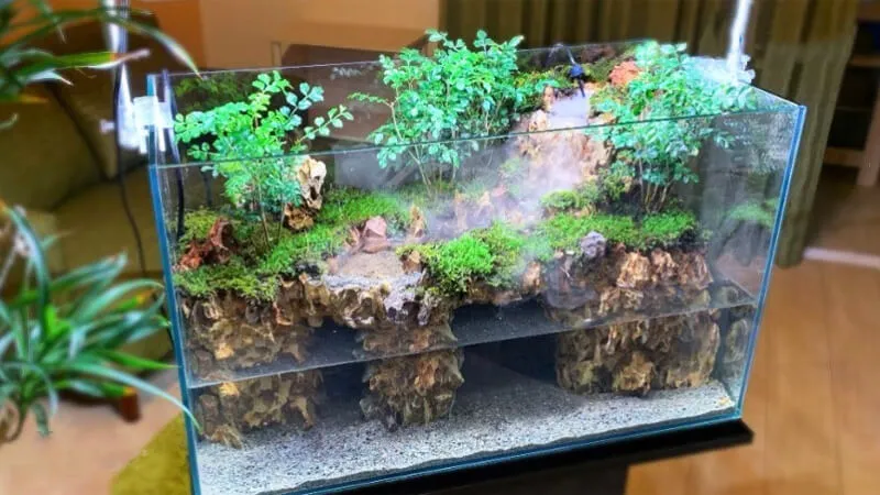 Terrarium là một thuật ngữ dùng để chỉ hệ sinh thái thu nhỏ mô phỏng tự nhiên