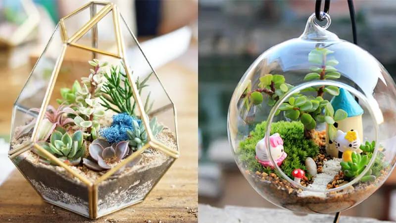 Terrarium mở không có nắp đậy, phù hợp với các loại cây ưa khô