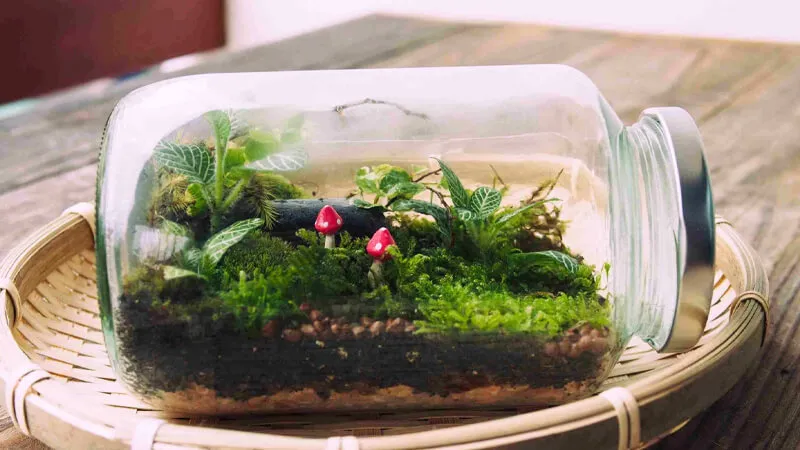 Terrarium kín tạo ra một hệ sinh thái tự duy trì tuần hoàn nước