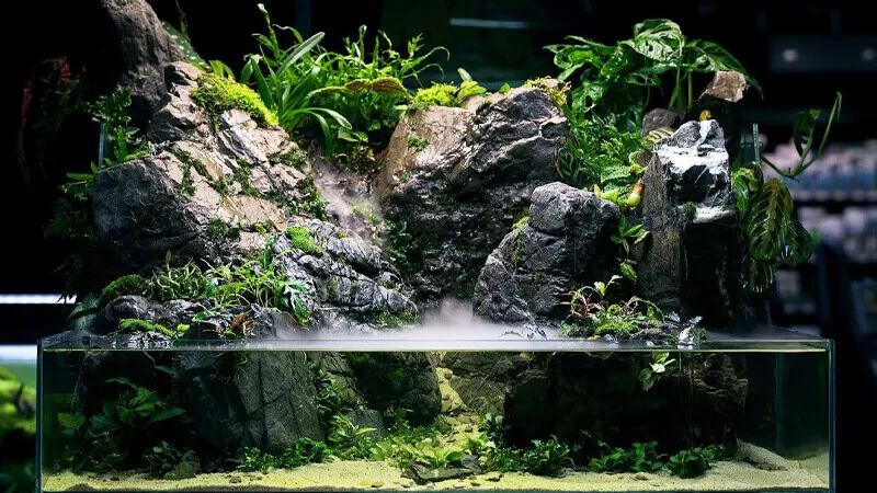 Paludarium mô phỏng môi trường đầm lầy, bán cạn