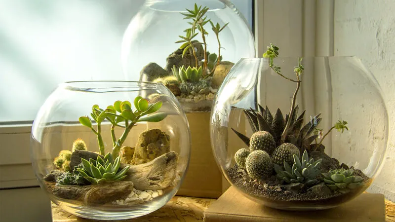 Desertterrarium mô phỏng sa mạc với các cây chịu hạn