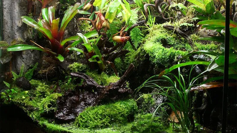 Rainforest Terrarium mô phỏng rừng mưa nhiệt đới