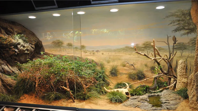 Steppeterrarium mô phỏng thảo nguyên khô