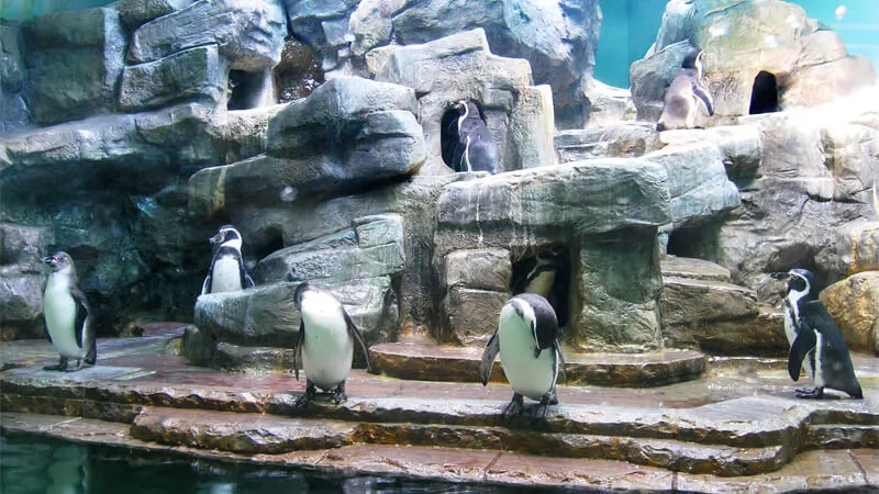 Penguinarium mô phỏng môi trường địa cực