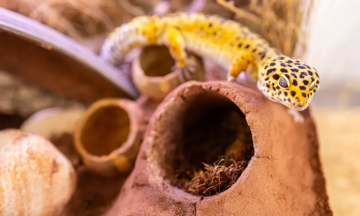 Hang hầm dưới lòng đất trong terrarium.