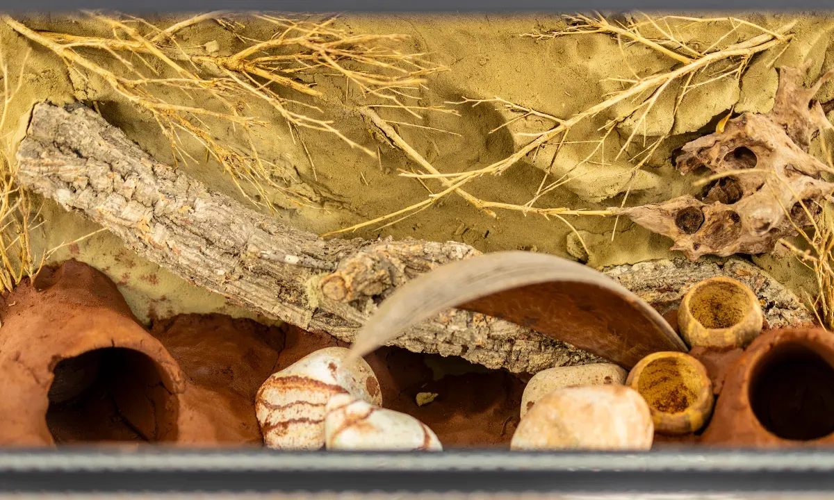 Terrarium với chất nền TERRAClay