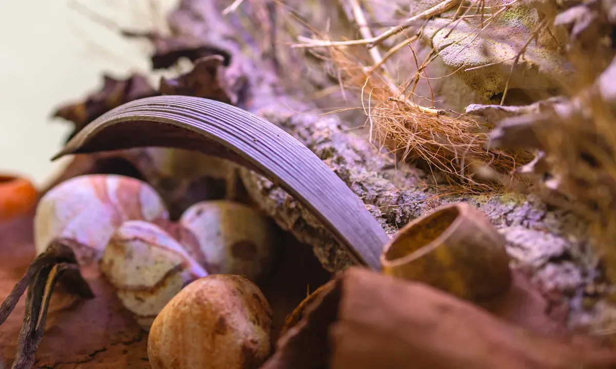 Terrarium Sa mạc hoàn chỉnh.
