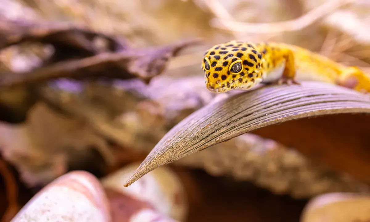 Tắc kè da báo trong terrarium