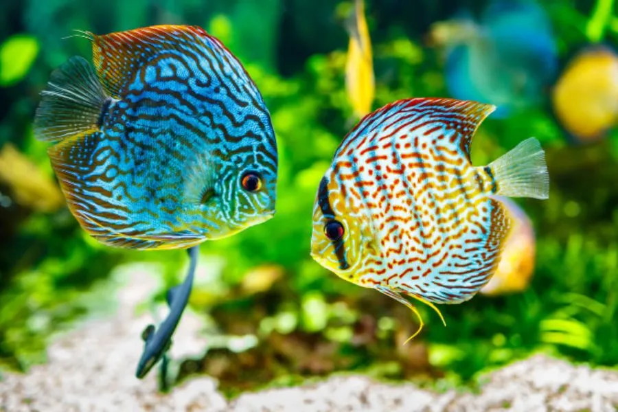 Thả cá vào hồ thủy sinh sau khi đã ổn định.