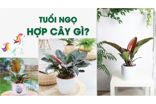 Một chiếc đèn thủy sinh đang chiếu sáng vào bể cá tạo ra môi trường sống rực rỡ