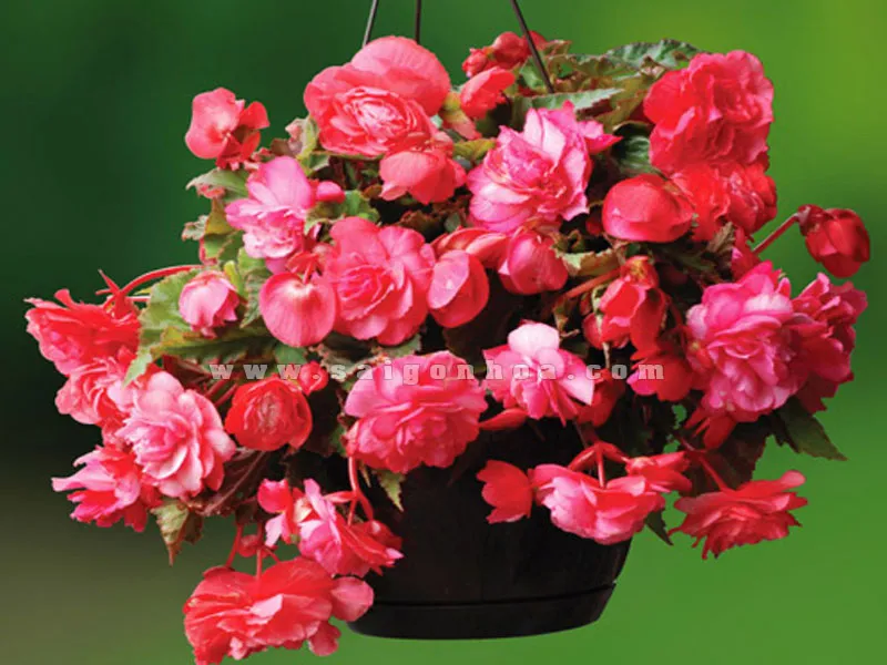 Thu Hải Đường trong chậu treo rủ đẹp mắt