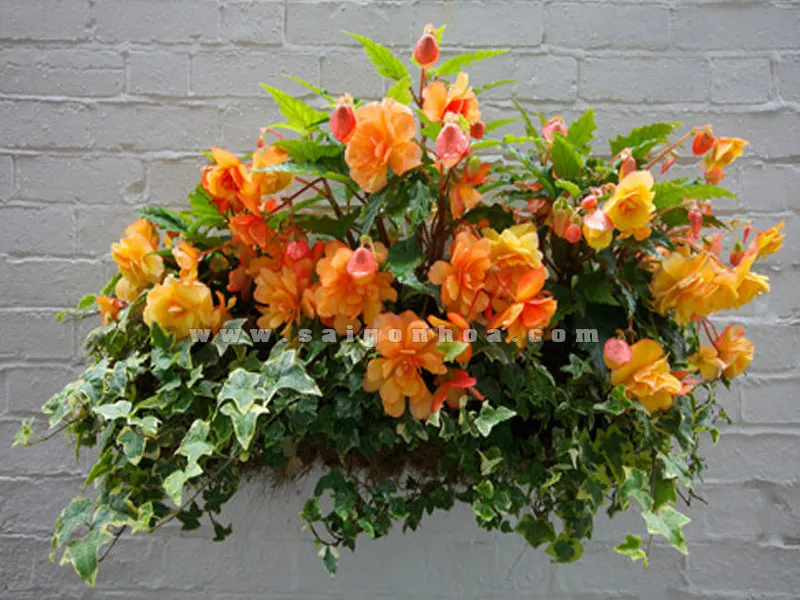 Hoa Thu Hải Đường nhiều màu sắc