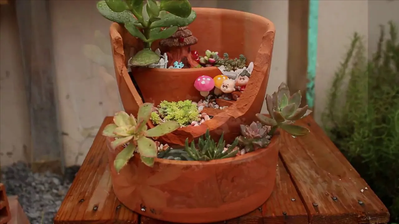 Tiểu cảnh sen đá terrarium trong chậu sứ trắng