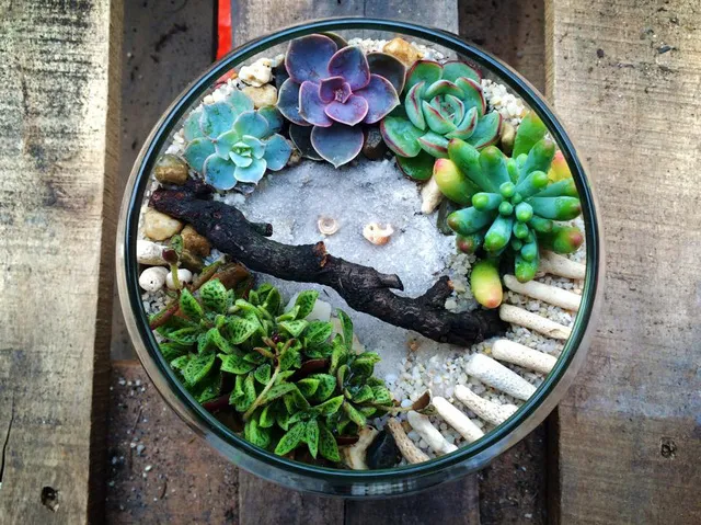 Tiểu cảnh sen đá được trồng trong chậu thủy tinh tròn