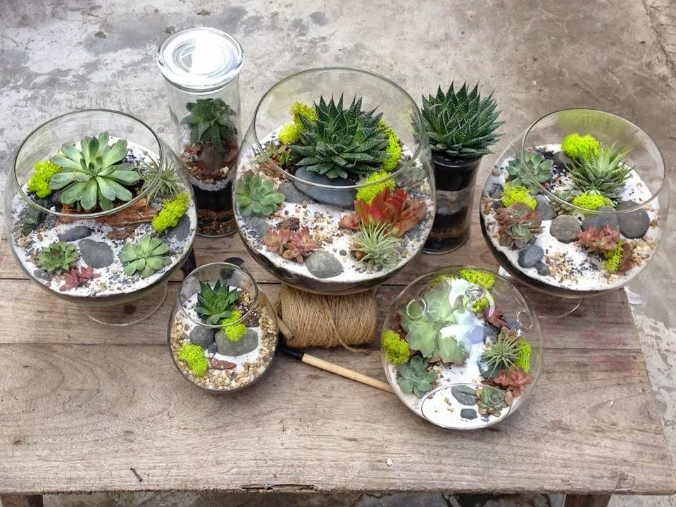 Tiểu cảnh sen đá terrarium hình giọt nước đặt trên bàn làm việc