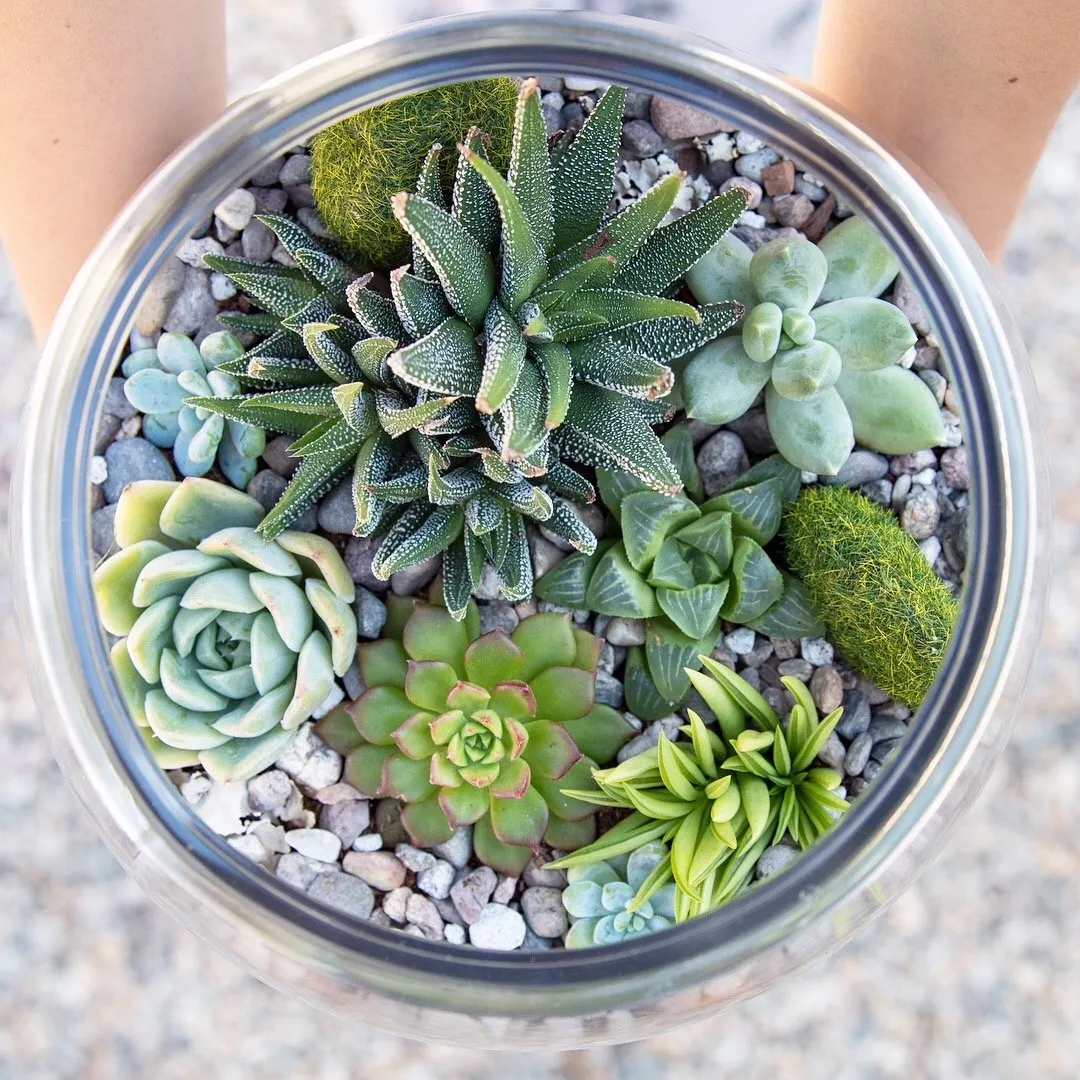 Bố cục tiểu cảnh terrarium sen đá với nhiều loại cây khác nhau