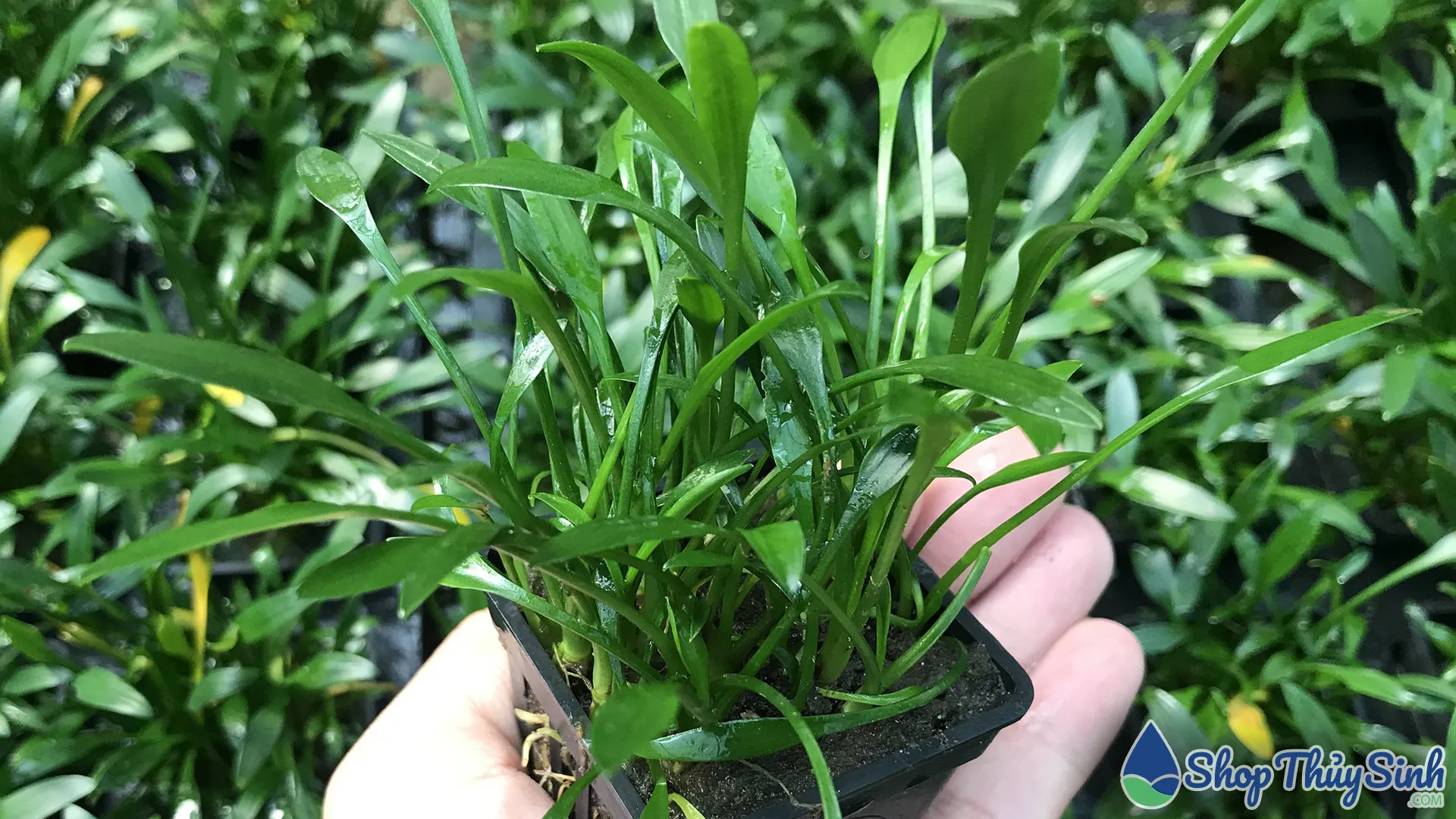 Tiêu thảo mũi tên (Parva) kích thước nhỏ