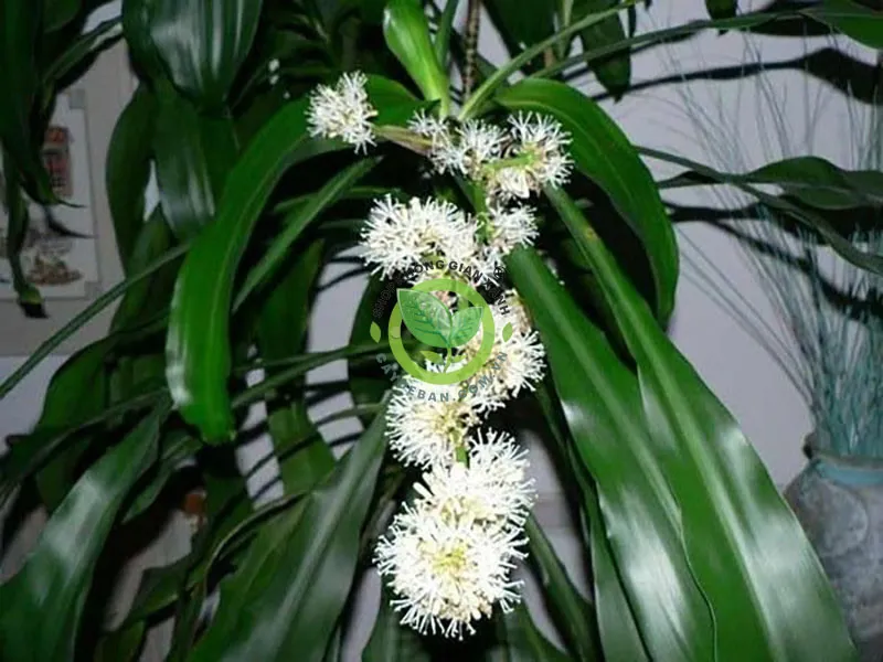 Cây Phát Tài Thiết Mộc Lan trong chậu, biểu tượng phong thủy