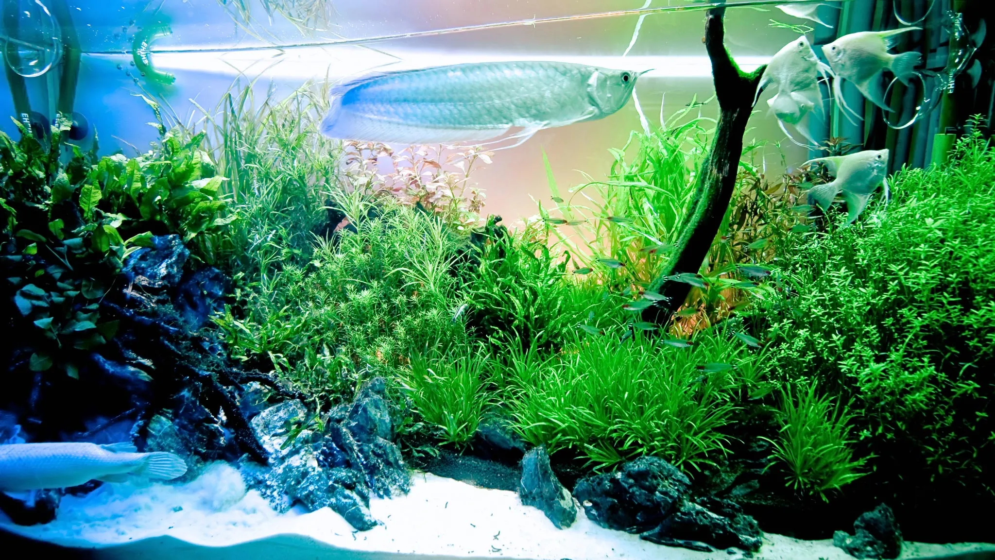 Tổng quan về cây thủy sinh, phân loại thành cây toàn phần và bán phần