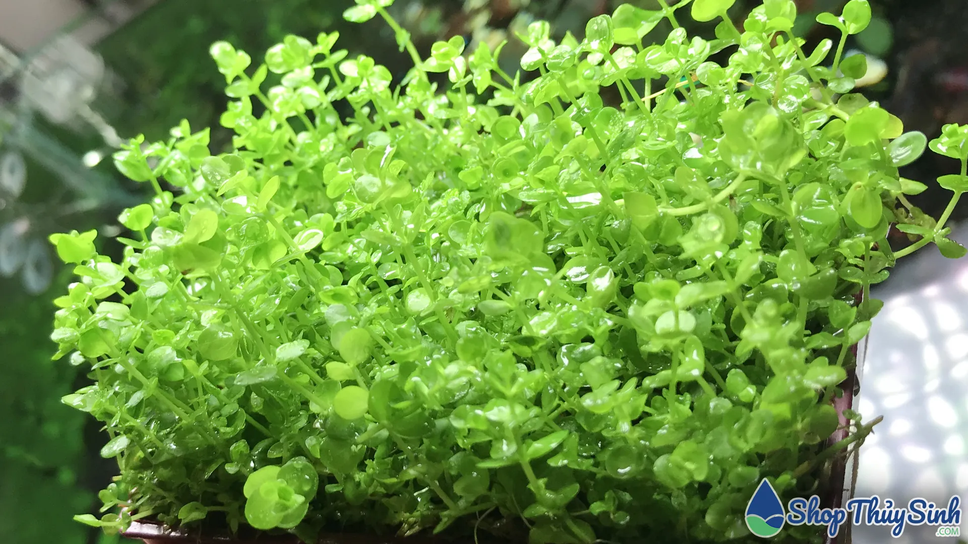 Cây thủy sinh Trân Châu Cao