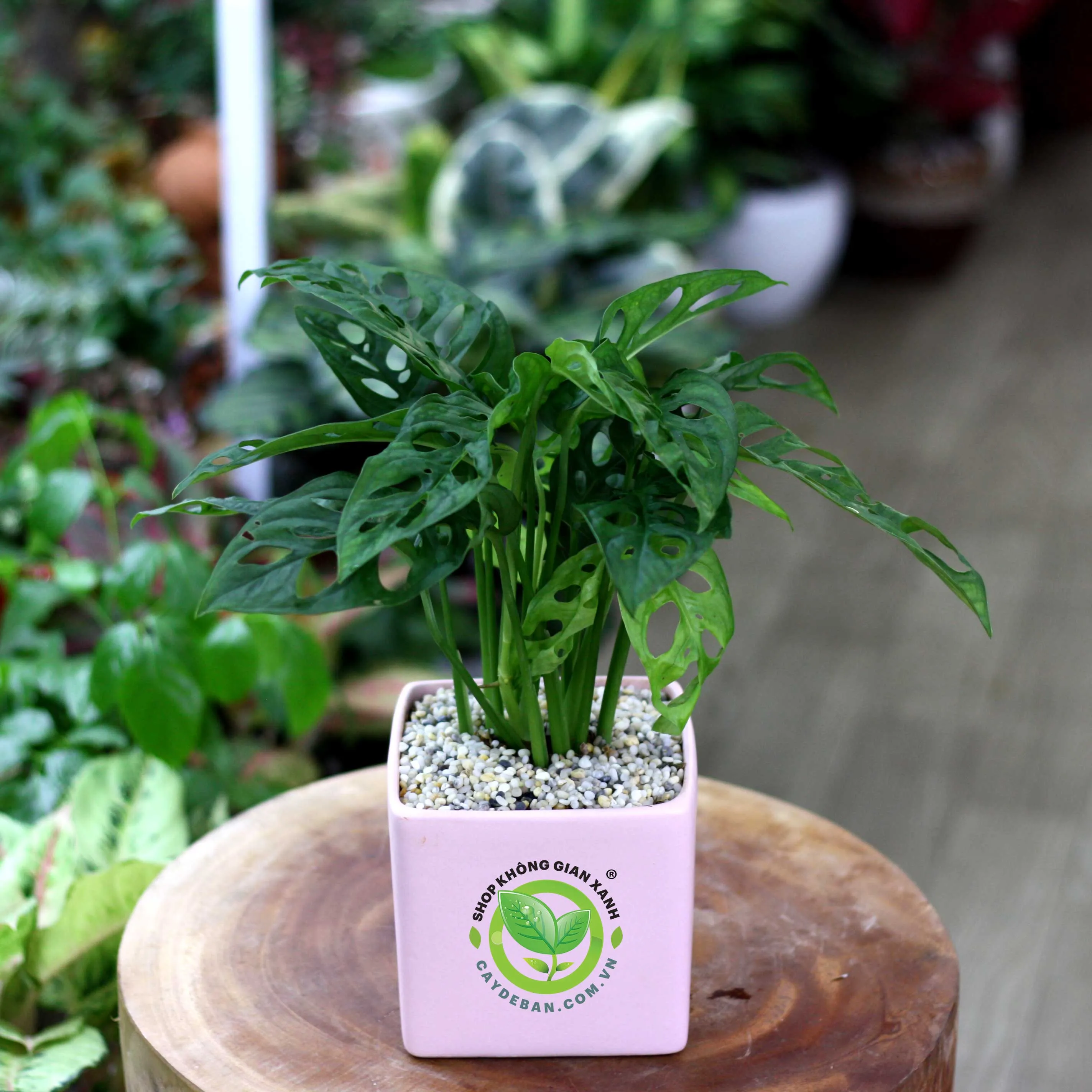 trau-ba-lo-Monstera-adansonii-a