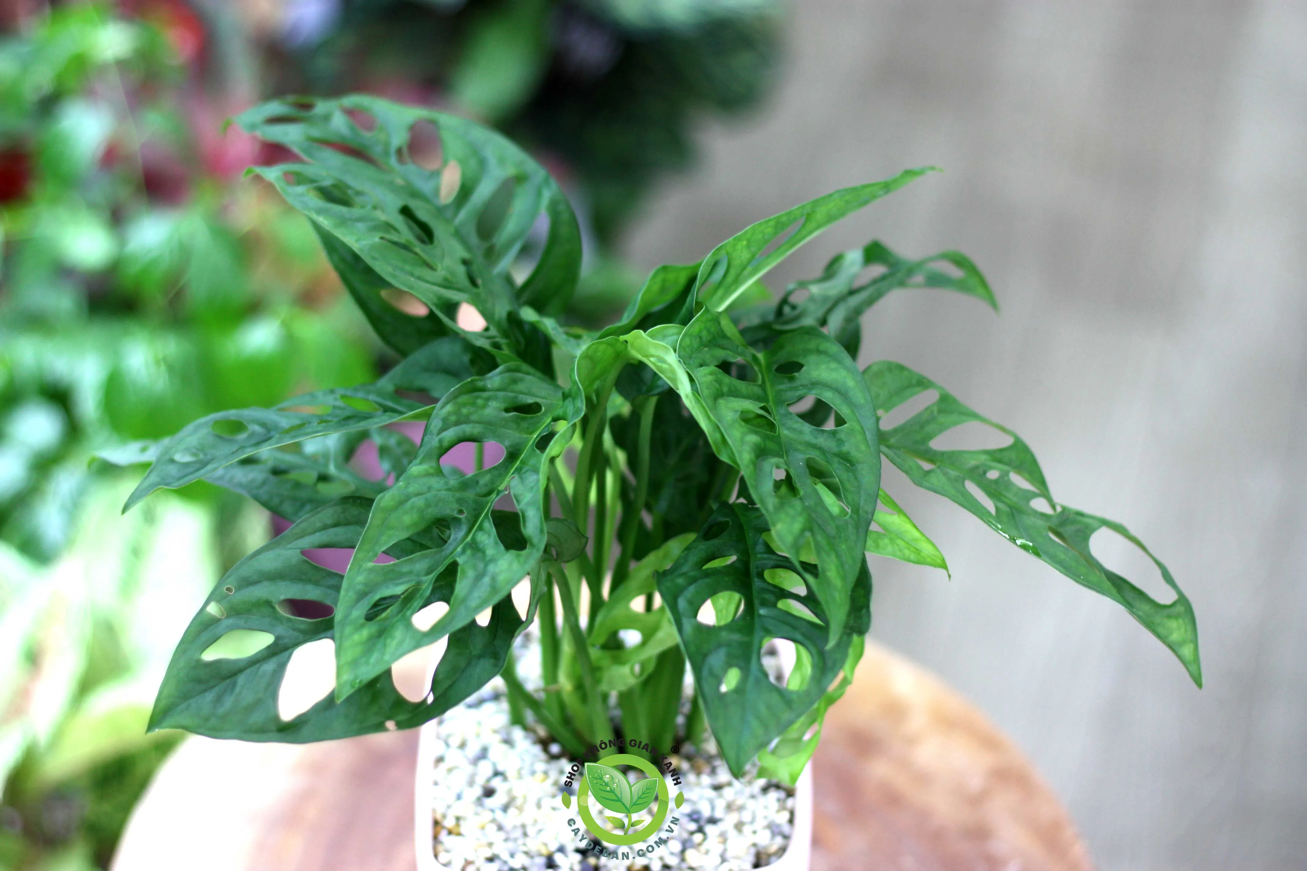 trau-ba-lo-Monstera-adansonii-b