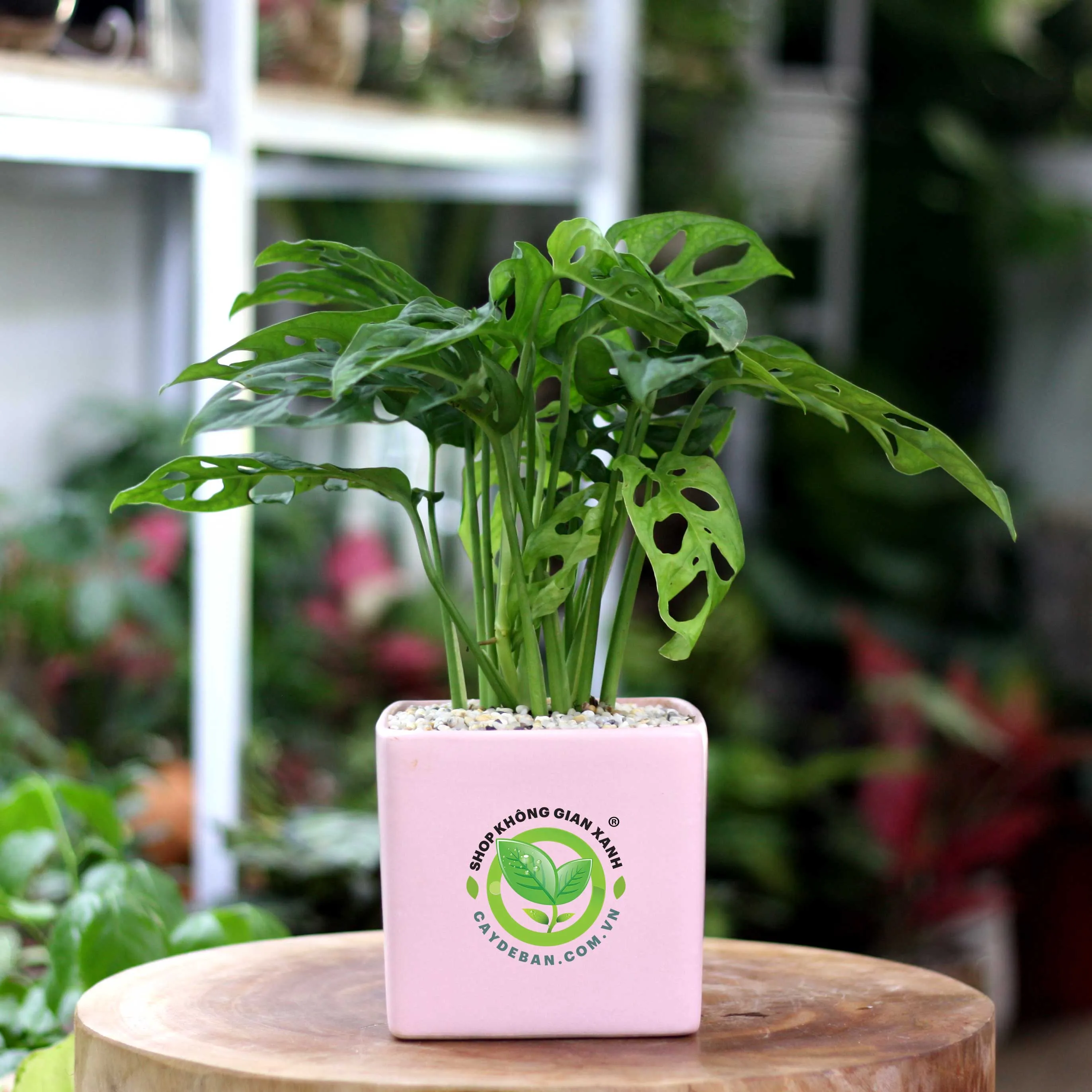 trau-ba-lo-Monstera-adansonii