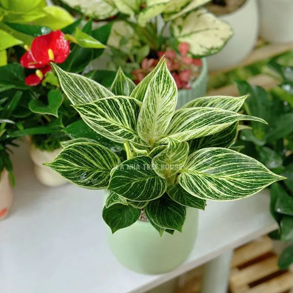 Cây trầu kim cương