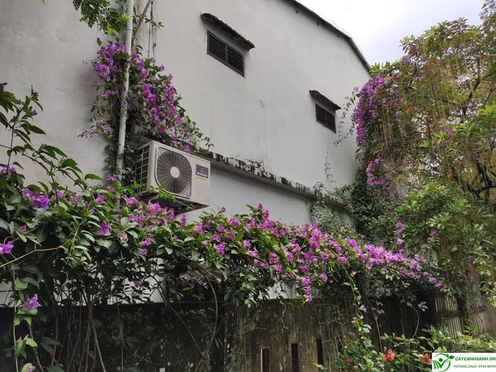 Điều kiện trồng và chăm sóc cây lan tỏi tím