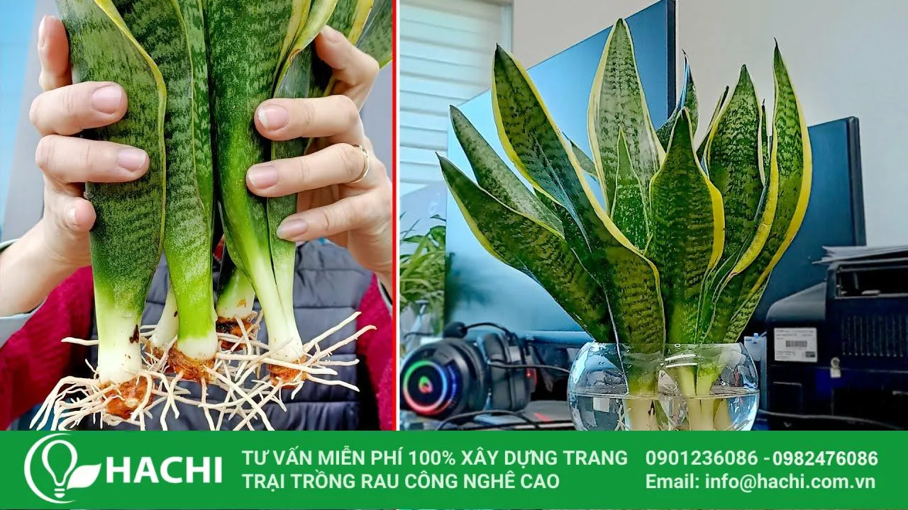 Cây lưỡi hổ được cố định trong rọ thủy canh
