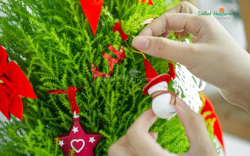 Trang trí nhà cửa hoặc văn phòng bằng Tùng Thơm trong mùa lễ hội là một ý tưởng tuyệt vời