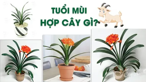Hình ảnh cận cảnh một loại cây lá xanh khỏe mạnh, minh họa cho sự lựa chọn dễ trồng