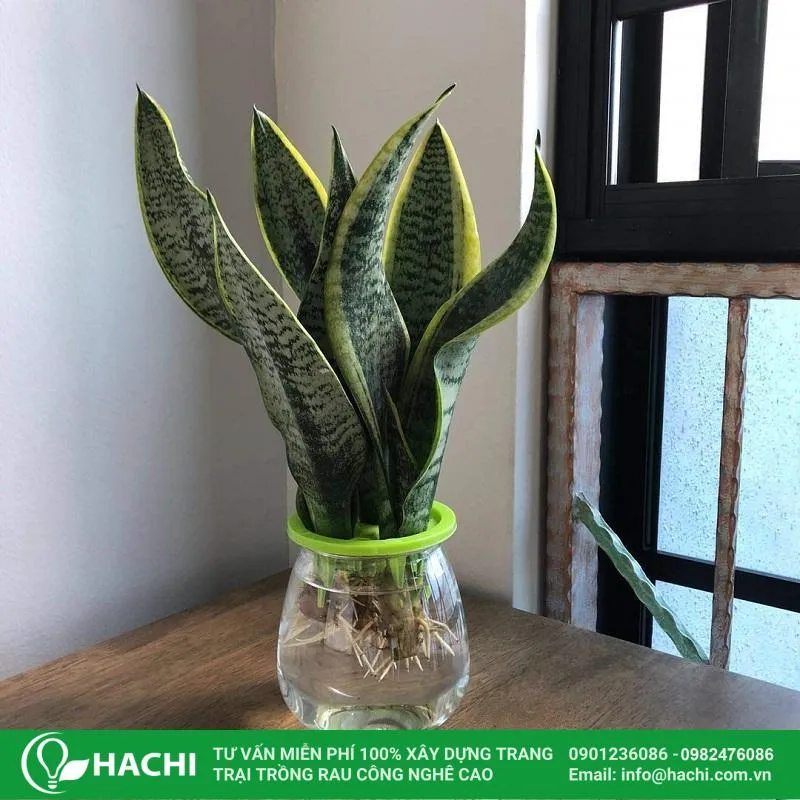 Vị trí đặt cây lưỡi hổ thủy sinh trong phòng khách