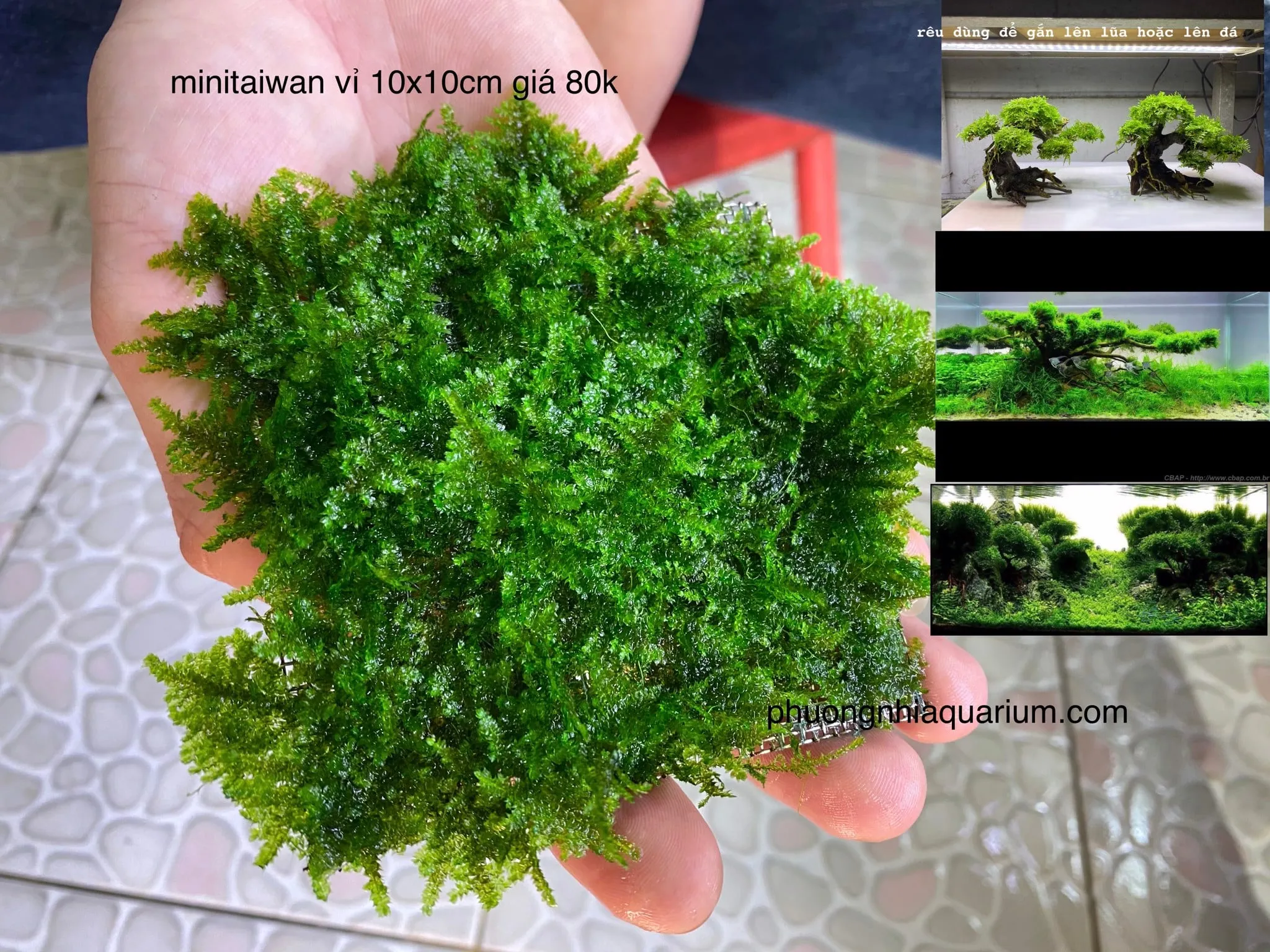 Vỉ Rêu Mini Taiwan 10x10cm đã được gắn sẵn