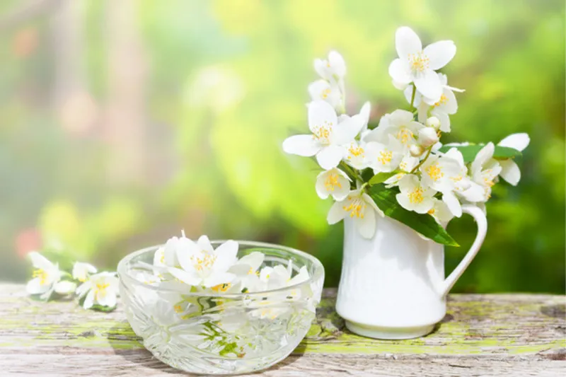 Hoa nhài mang ý nghĩa may mắn và tài lộc trong phong thủy