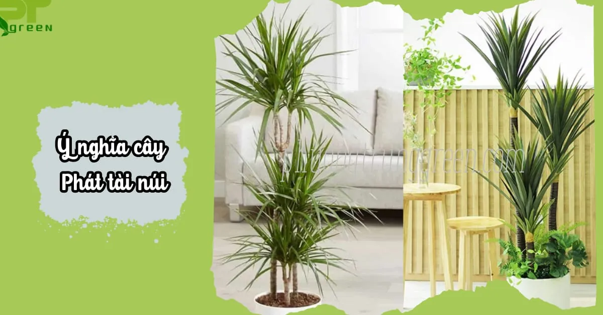 Cây Phát Tài Núi trang trí nội thất mang ý nghĩa phong thủy tốt