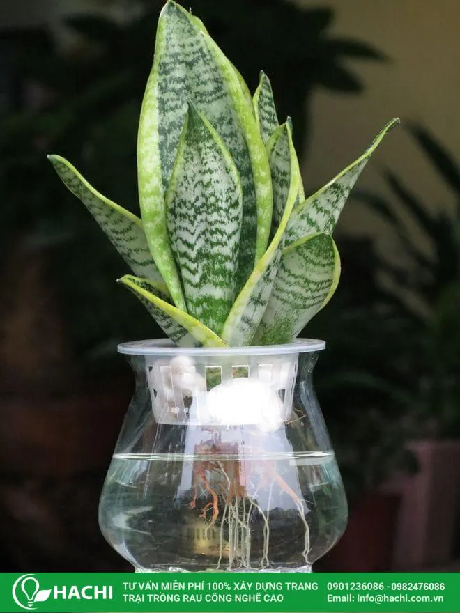 Ý nghĩa phong thủy tốt lành của cây lưỡi hổ