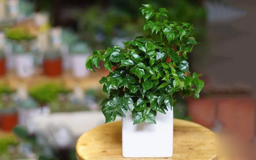 Cây hạnh phúc kích thước nhỏ trồng trong chậu sứ để trang trí bàn